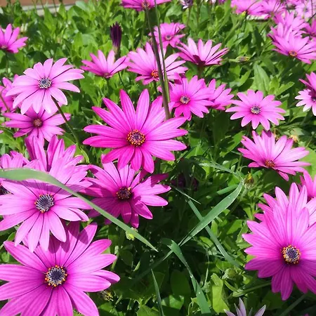 Dervi̇shan Health Club Гостевой дом Дальян