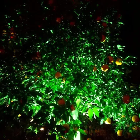 Dervi̇shan Health Club بيت ضيافة داليان