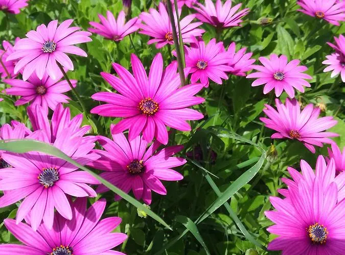 Dervi̇shan Health Club 招待所 达利安