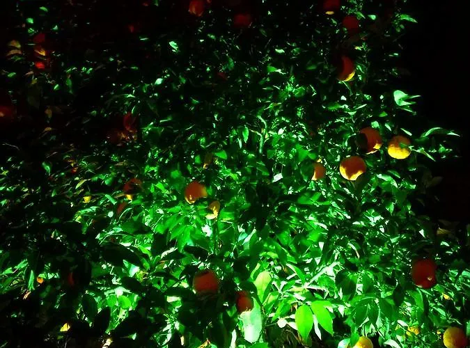 Dervi̇shan Health Club 招待所 达利安